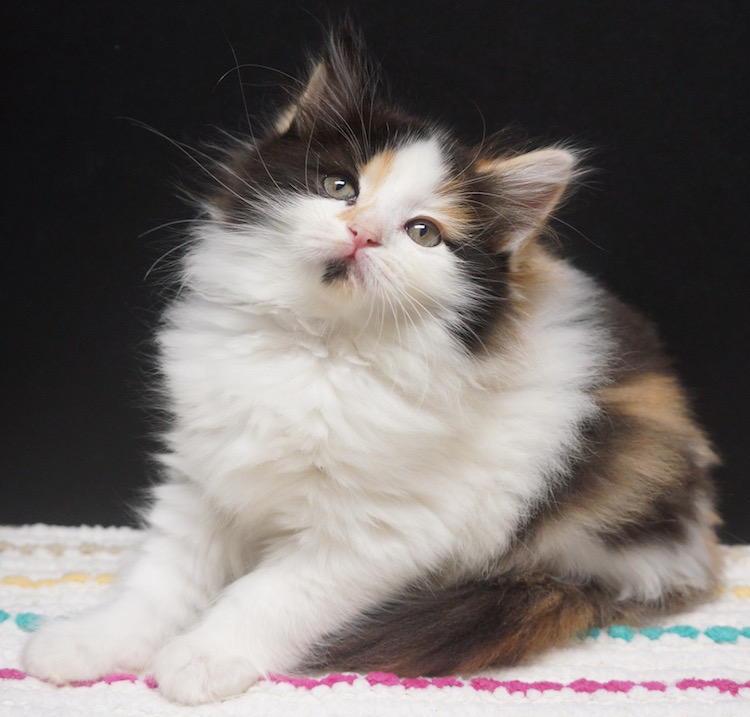 calico rag doll cat